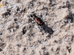 Cicindela fulgida