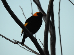 Sericulus chrysocephalus