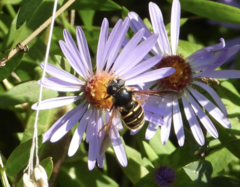 Sericomyia chalcopyga