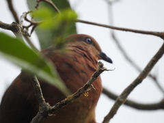 Macropygia phasianella