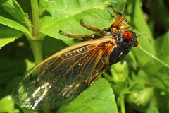 Magicicada septendecim