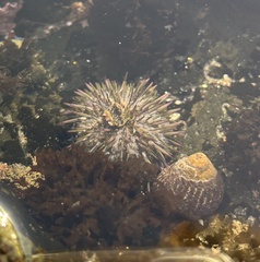 Strongylocentrotus purpuratus