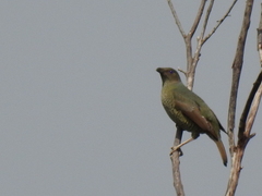 Ptilonorhynchus violaceus