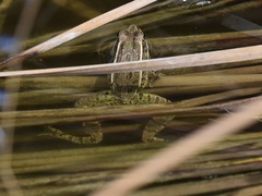 Lithobates blairi