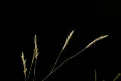 Eragrostis tenuifolia