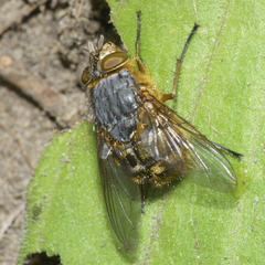 Calliphora hilli