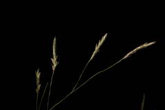 Eragrostis tenuifolia