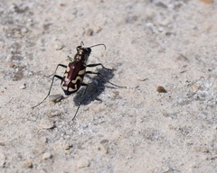 Cicindela fulgida