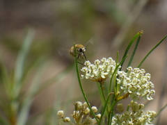 Heterostylum robustum