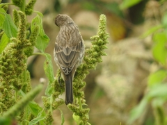 Haemorhous mexicanus