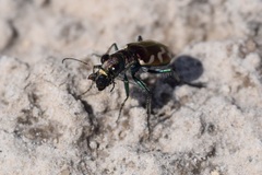 Cicindela fulgida