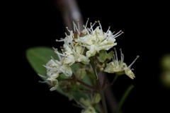 Lawsonia inermis