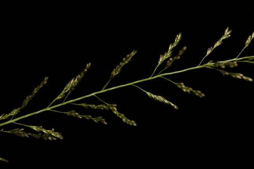Sporobolus diandrus