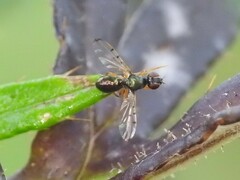 Rivellia maculipennis