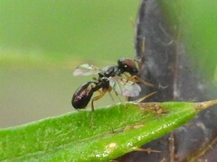 Rivellia maculipennis