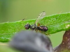 Rivellia maculipennis