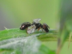 Rivellia maculipennis