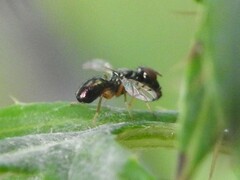 Rivellia maculipennis