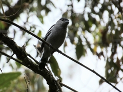 Pachyramphus polychopterus