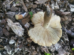 Agrocybe