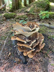 Bondarzewia occidentalis