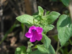 Petunia integrifolia