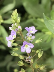 Veronica anagallis-aquatica anagallis-aquatica