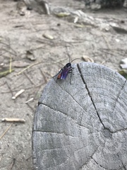 Elaphroptera