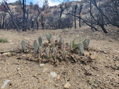 Opuntia basilaris brachyclada