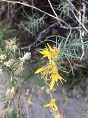 Ericameria bloomeri