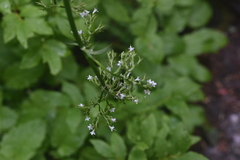 Valeriana sitchensis