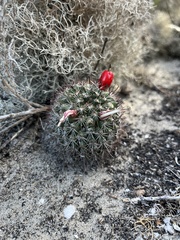 Mammillaria hutchisoniana louisae