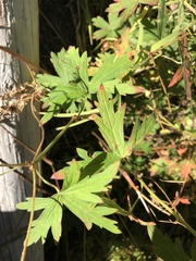 Geranium richardsonii