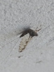 Callibaetis pictus