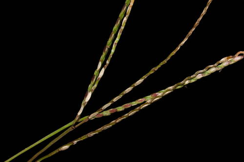 broadleaf carpetgrass