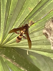 Polistes carnifex