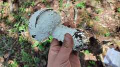 Amanita magniverrucata