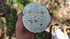 Amanita magniverrucata