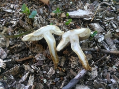 Agrocybe