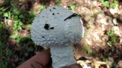 Amanita magniverrucata