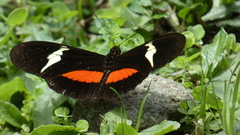 Heliconius clysonymus