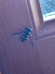 Sericomyia chalcopyga
