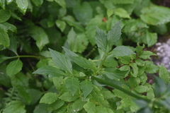 Valeriana sitchensis