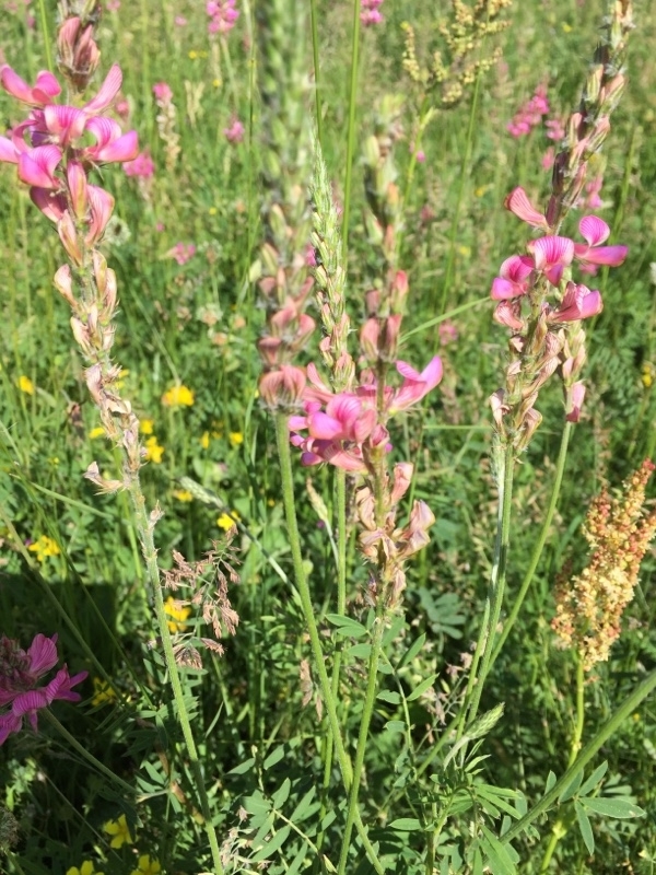 Onobrychis transcaucasica