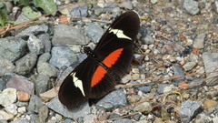 Heliconius clysonymus