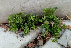 Polycarpon tetraphyllum