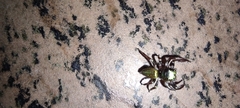 Dendryphantina