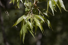 Platanus wrightii
