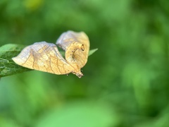 Eulithis diversilineata
