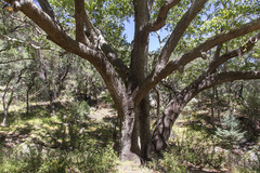 Platanus wrightii